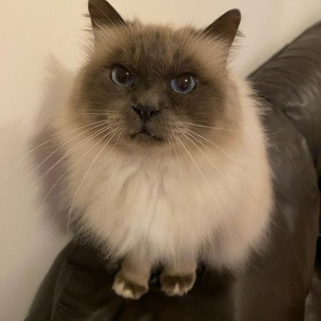 Missing Birman Cats in Wesham
