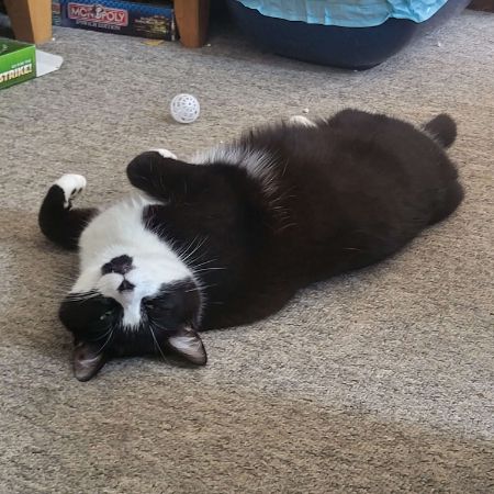 Missing Moggy Cats in KESGRAVE