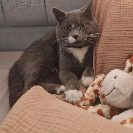 Missing Moggy Cats in Chatham