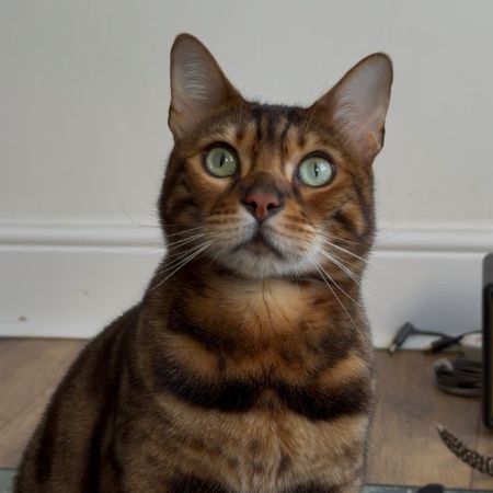 Missing Bengal Cats in Brentwood