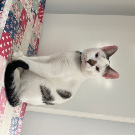 Missing Mixed Breed Cats in New Milton 