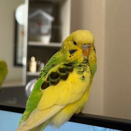 Missing Budgie Birds in Maida Vale