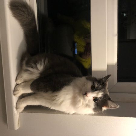 Missing Moggy Cats in Cm8 2xj