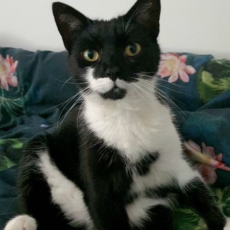 Missing Domestic Short Hair Cats in Wingerworth