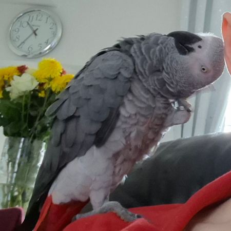 Missing Parrot, Parakeet Birds in Millisle