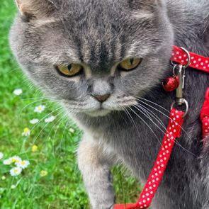 Missing British Short Hair Cats in Banbury