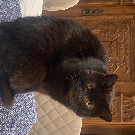 Missing British Short Hair Cats in Bedford