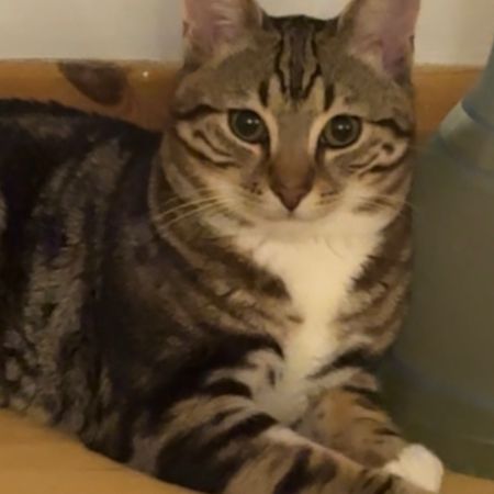 Missing Mixed Breed Cats in Oadby  