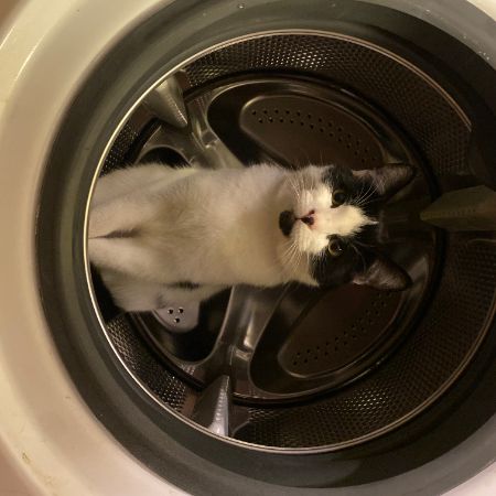 Missing Unknown - Other Cats in Chideock