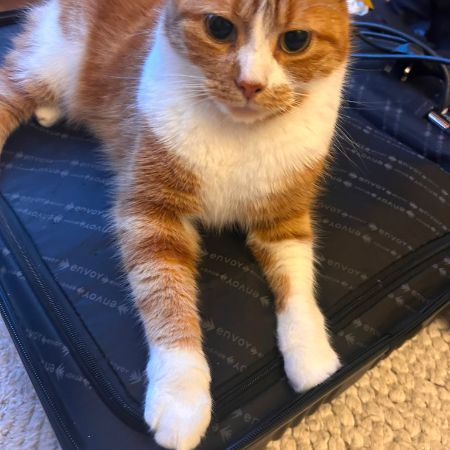 Missing British Short Hair Cats in Scotstoun