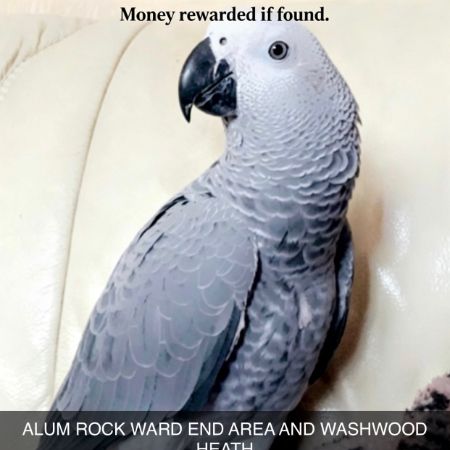 Missing Parrot, Parakeet Birds in Birmingham 