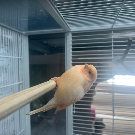 Missing Canary Birds in Canary Wharf