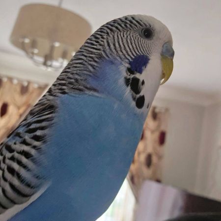 Missing Budgie Birds in Uplyme