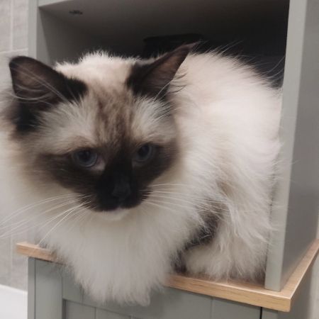 Missing Mixed Breed Cats in Wellingborough