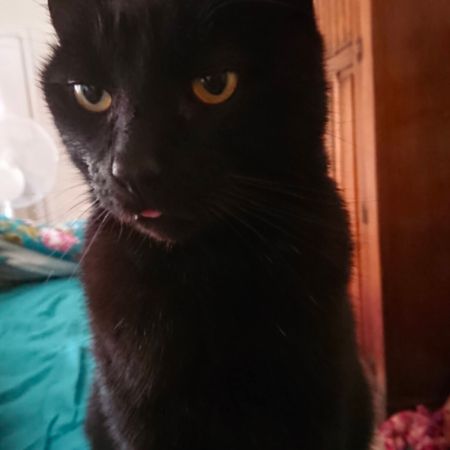 Missing Domestic Short Hair Cats in Cullompton 
