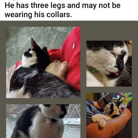 Missing Domestic Short Hair Cats in Silverton