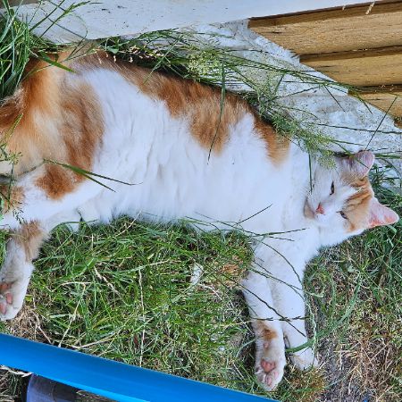 Missing Mixed Breed Cats in Sheffield 