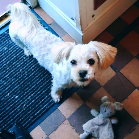Missing Shih Tzu Dogs in Foxt 