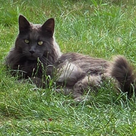 Missing Maine Coon Cats in Swindon 