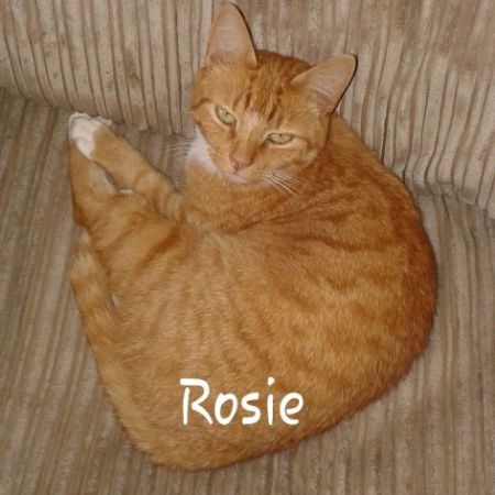 Missing British Short Hair Cats in Bildeston