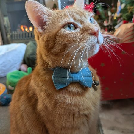 Missing British Short Hair Cats in Cradley Heath
