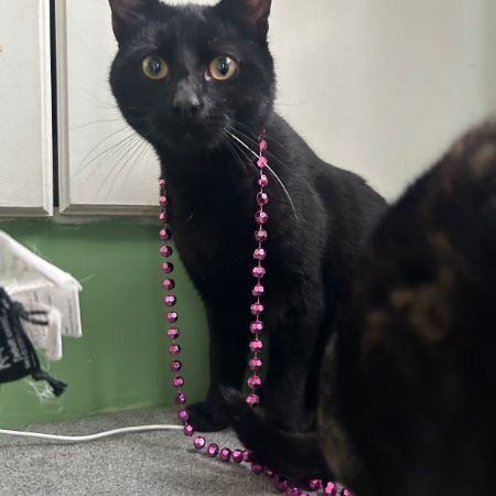 Missing Moggy Cats in Minster, Ramsgate 