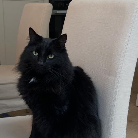 Missing Semi-Long Hair Cats in Parsons Green, Fulham, London