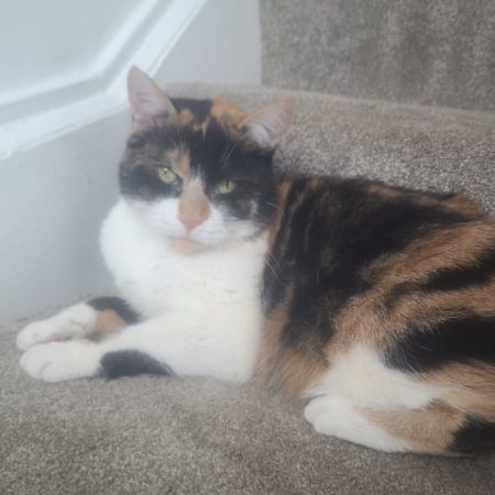 Missing Tortoiseshell Cats in Glasgow Mount Vernon