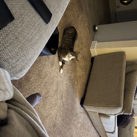 Missing Domestic Short Hair Cats in Stonesfield, Oxfordshire 