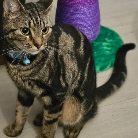 Missing Tabby Cats in Palacefields, Runcorn