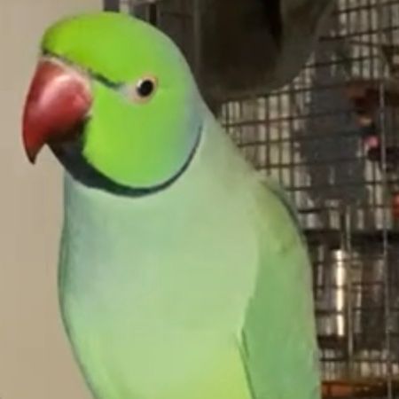 Missing Parrot, Parakeet Birds in Saunderton 
