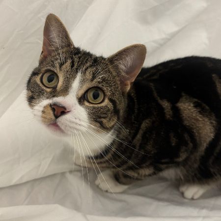 Missing Domestic Short Hair Cats in Aston Clinton