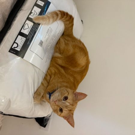 Missing Domestic Short Hair Cats in Wellingborough