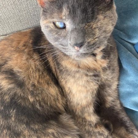 Missing Domestic Short Hair Cats in Chiswick