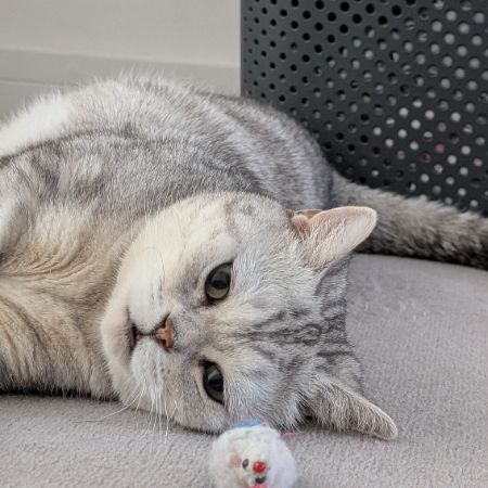 Missing British Short Hair Cats in Ruislip