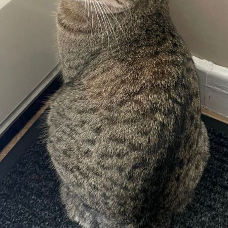 Missing British Short Hair Cats in Islip 