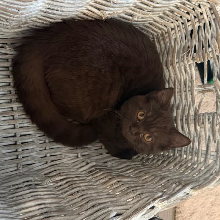 Missing British Short Hair Cats in North Ockendon