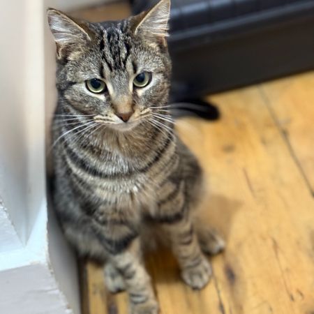 Missing Tabby Cats in Upper Clapton