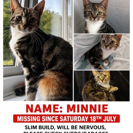 Missing Tortoiseshell Cats in Basingstoke