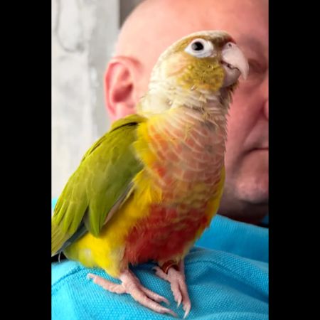 Missing Parrot, Parakeet Birds in Clitheroe 