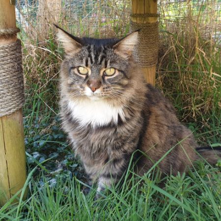 Missing Domestic Short Hair Cats in Worthing
