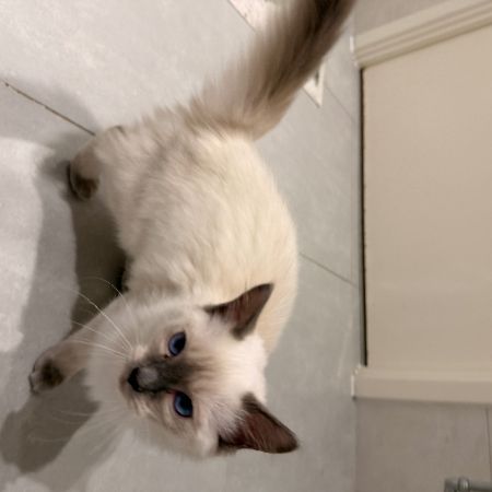 Missing Ragdoll Cats in Park Royal London 