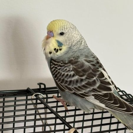 Missing Budgie Birds in Stanley
