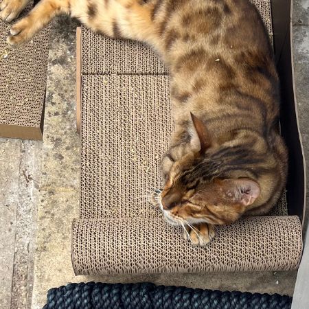 Missing Bengal Cats in Fulham 