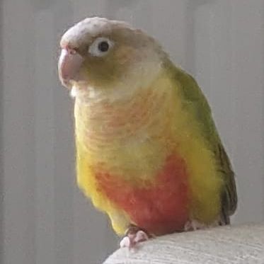 Missing Parrot, Parakeet Birds in Tooting