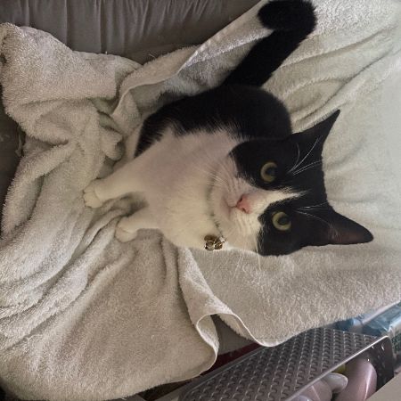 Missing Mixed Breed Cats in Langport