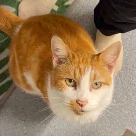 Missing British Short Hair Cats in Abbotskirswell