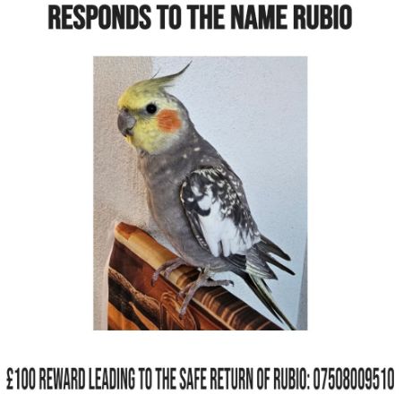 Missing Cockatiel Birds in Tilbury