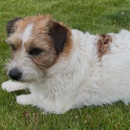 Missing Jack Russell Dogs in Strathaven