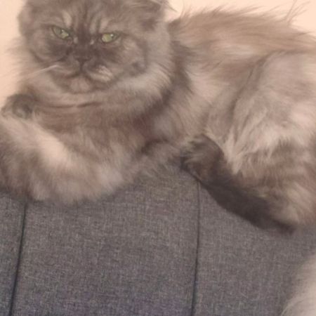 Missing Persian Cats in Bristol